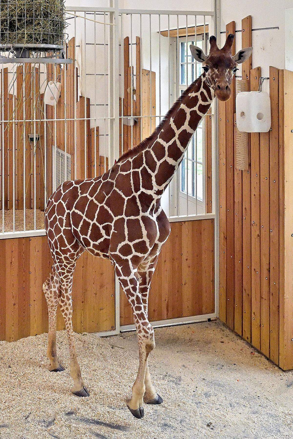 12. April. Die "Mädels-WG" im Giraffenpark im Wiener Tiergarten Schönbrunn hat einen männlichen Mitbewohner bekommen: Der Bulle "Obi" ist aus Amsterdam angekommen. Das erste "Date" mit den Weibchen "Fleur" und "Sofie" erfolgt nach einer Eingewöhnungsphase in Kürze.  