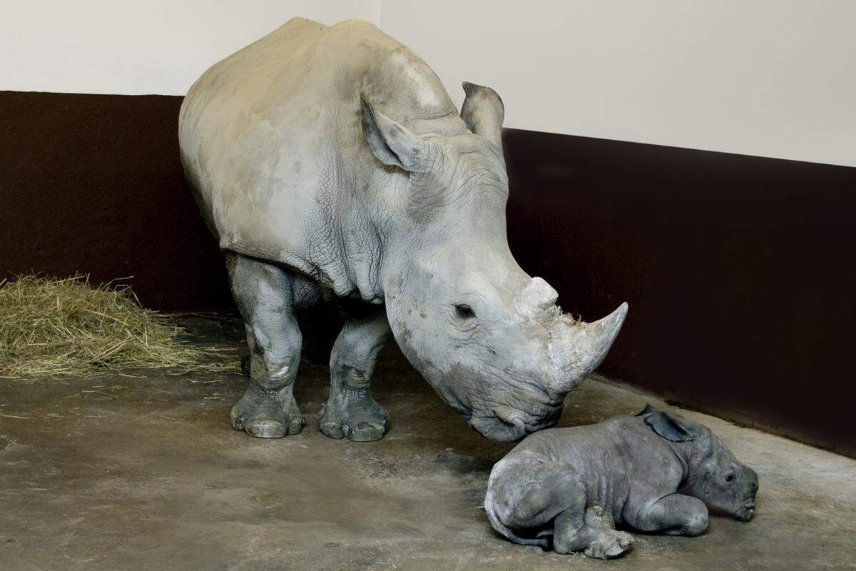 Der Zoo Schmiding in Krenglbach bei Wels in Oberösterreich freut sich über Nashorn-Nachwuchs. Vor wenigen Tagen erblickte "Nala" das Licht der Welt. Der Tiergarten sprach am Montag in einer Aussendung von einer "Sensation": Es handle sich um das erste Nashornbaby, das jemals in Österreich geboren worden ist.