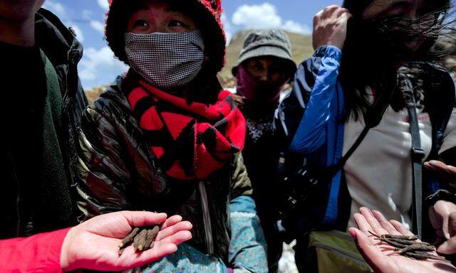 Raupenpilze sichern Familien im Himalaya den Lebensunterhalt