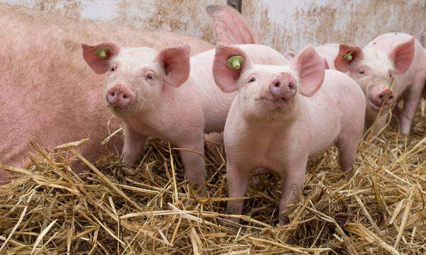 Konventionelle Tierwohl-Projekte der österreichischen Supermärkte erfüllten acht bis neun von 12 betrachteten Kriterien. Nur Bio-Marken erreichen zehn und einmal alle zwölf - allerdings liegt der Marktanteil von Bio-Schweinefleisch unter drei Prozent.