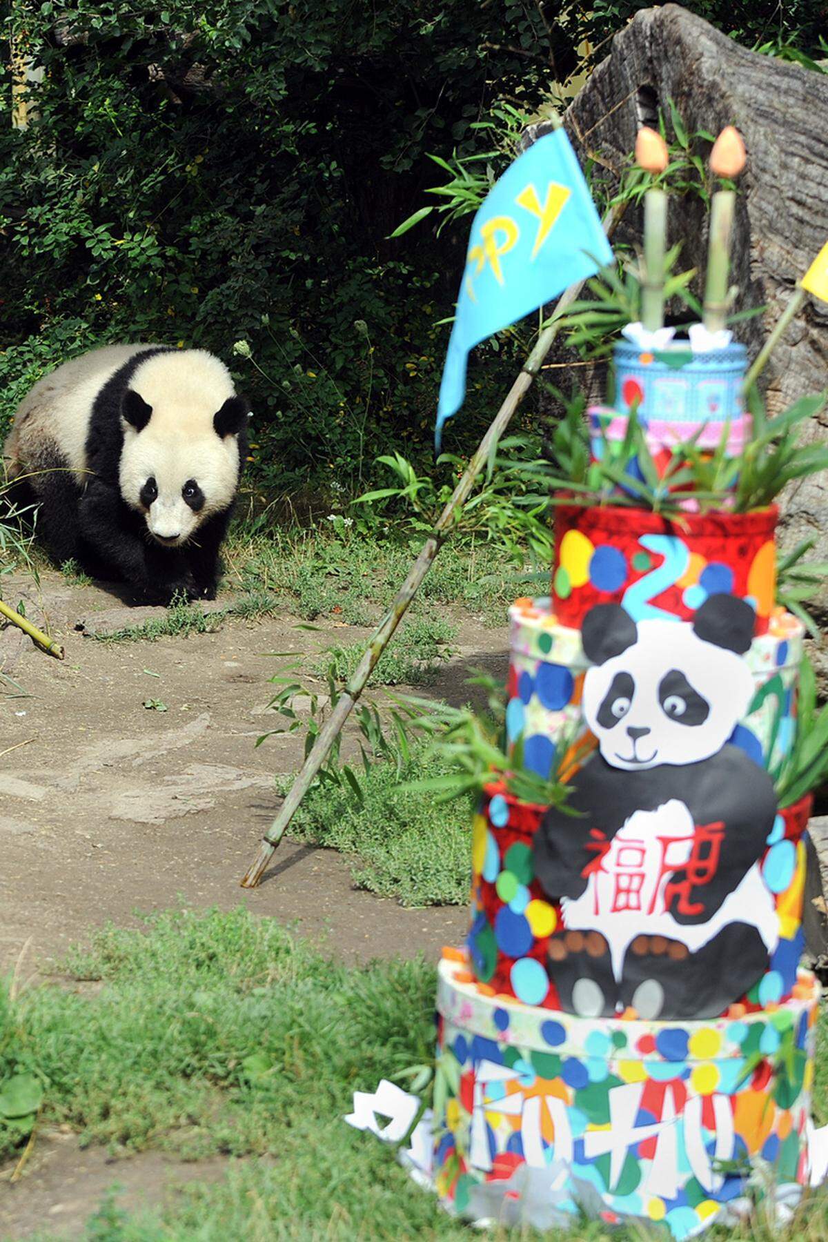 23. August. Der Tiergarten Schönbrunn feiert den zweiten Geburtstag von Panda-Nachwuchs Fu Hu. Vom kaum 100 Gramm schweren und zehn Zentimeter großen Winzling hat er sich mittlerweile zum rund 48 Kilogramm schweren "Teenager" gemausert. "Er verdrückt täglich schon etwa 20 Kilogramm Bambus, trinkt aber nach wie vor noch fallweise Milch bei seiner Mutter Yang Yang", erklärte Tiergartendirektorin Dagmar Schratter.