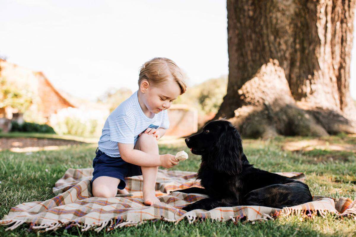 Auf einem Bild ist George mit Familienhund Lupo zu sehen. George, der wie seine Urgroßmutter Queen Elizabeth II. ein Herz für Tiere hat, kniet auf einer Picknickdecke und bietet Lupo etwas zum Fressen an, das aussieht wie Eiscreme.