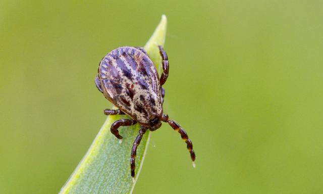 Zecken lauern in Gebüschen oder in hohem Gras und können Krankheiten wie Borreliose und FSME übertragen.