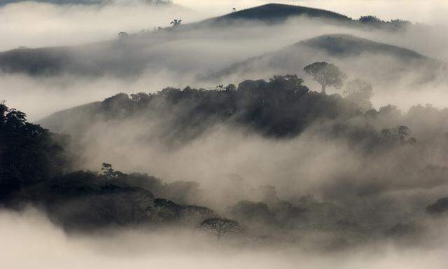 Bäume sind „umgekehrte Wasserfälle“, die sich in Tropenwäldern – hier einem in Panama – viel Regen selbst machen.