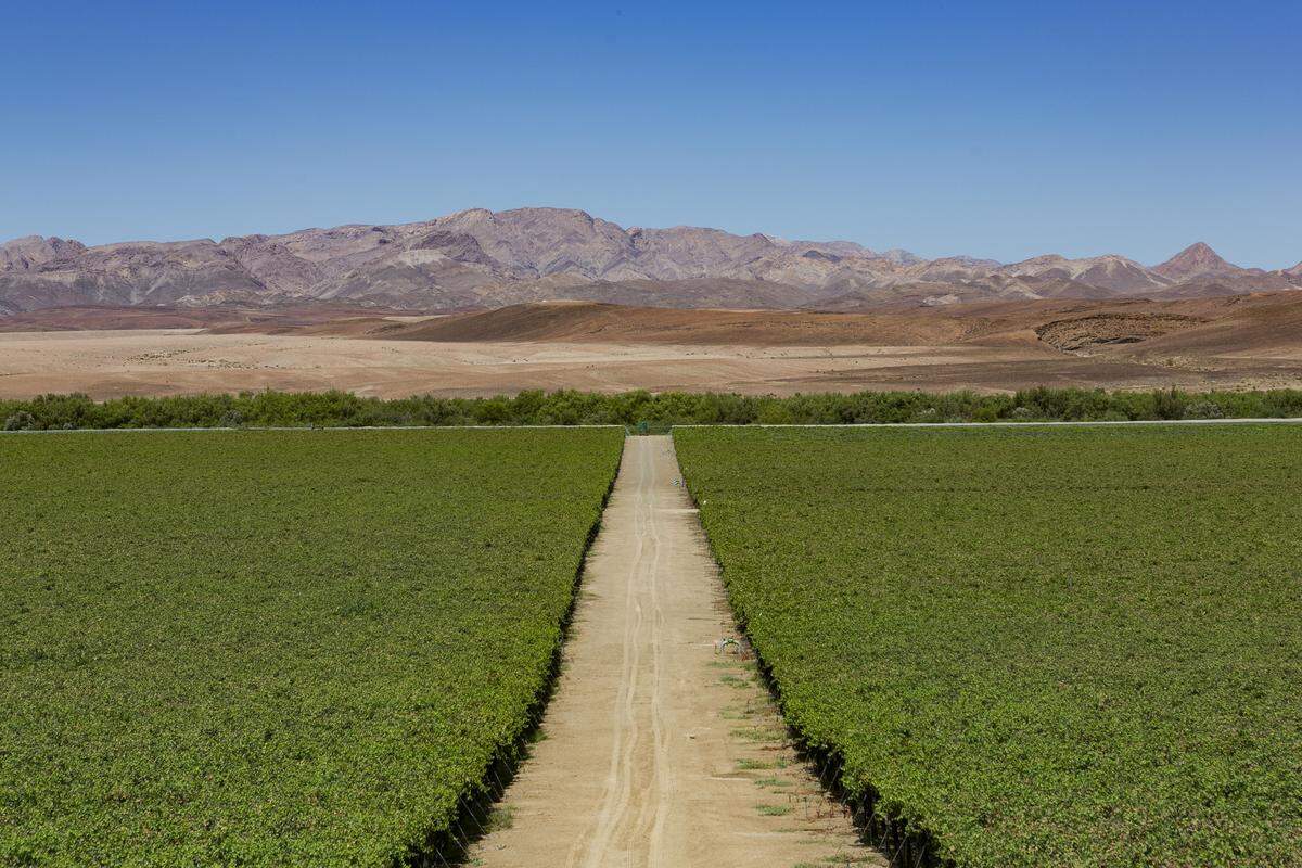 Bereits in Namibia, beim Oranje River: Trotz aller Trockenheit lässt sich dort dem Boden etwas abringen: Weinreben - ein unvermuteter grüner Fleck inmitten aller möglichen Schattierungen zwischen Schotter, Sand und Savanne.