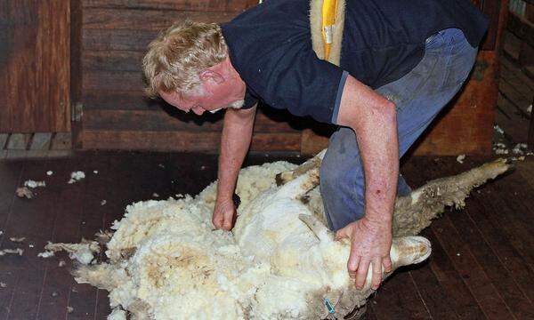 Schafscherer in Australien Enorme Hitze, nervöse Tiere, Höllenlärm. Schafscherer ist definitiv kein leichter Job und obendrein umstritten: Mit den Schafen wird definitiv nicht zimperlich umgegangen. Wer hier den härteren Job hat, sei dahingestellt.