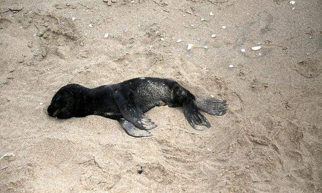 A dead seal pup foetus lies on a beach near Pelican Point