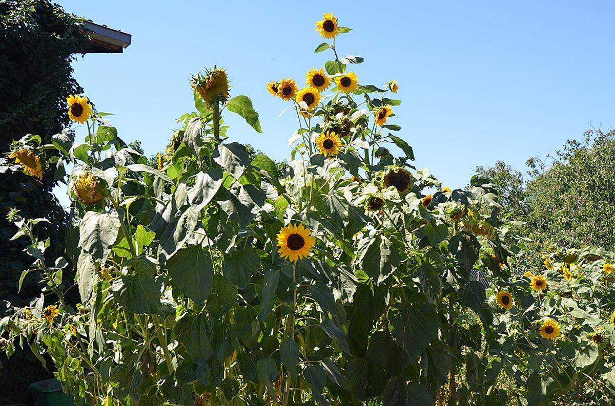 "In meinem Garten habe ich einige Sonnenblumen angepflanzt, um zu sehen, wie sie normalerweise um diese Jahrezeit blühen sollten", erzählt der Ackerbau-Landwirt Frühwirth. Der Unterschied zu den Feldern ist erschreckend.