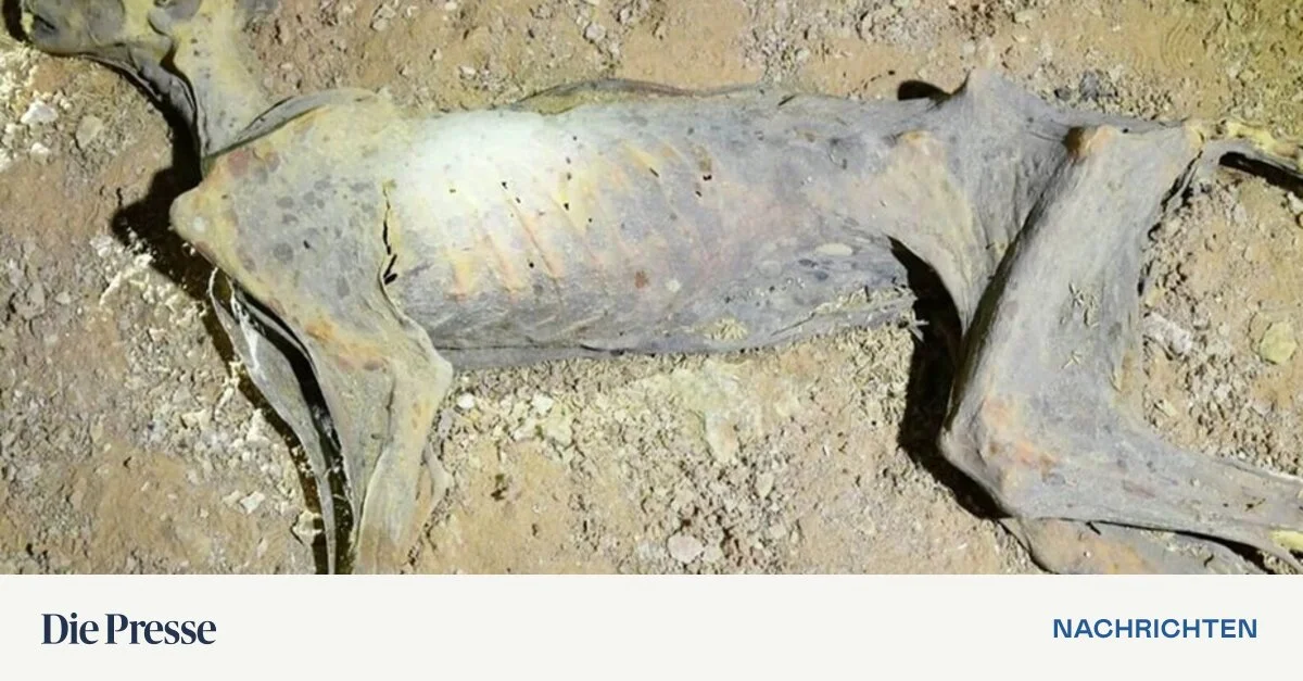 Geparden-Mumien-zeichnen-neues-Bild-der-Verbreitung-von-Raubtieren