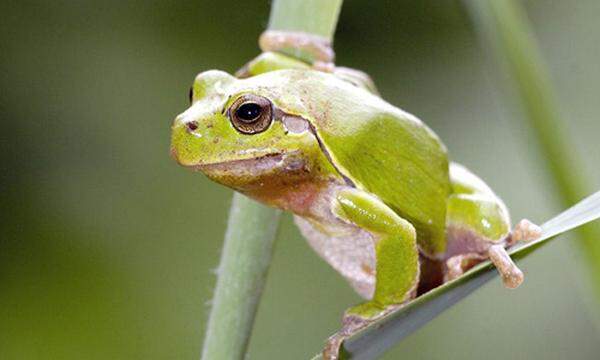 Amphibien leiden am heftigsten in der Biodiversitätskrise. Ihr Bestand ist stark bedroht.