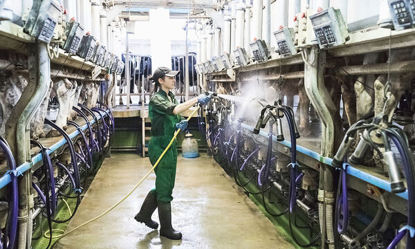 Am Melkstand ist Gas noch kein großes Thema. Ist die Milch aber einmal in der Molkerei, wird der fosssile Rohstoff dringend gebraucht, um zu pasteurisieren und zu sterilisieren.