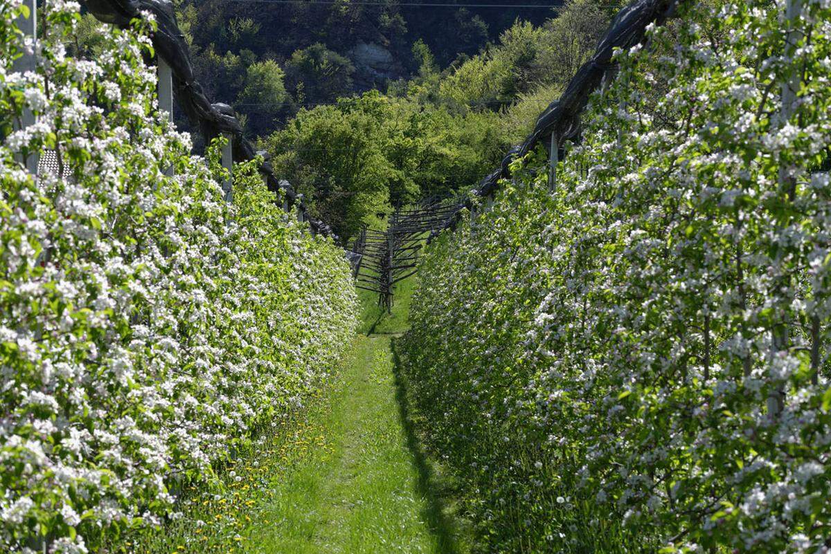 Wandernd und radelnd kann man die Highlights der Südtiroler Blütezeit rund um Meran, im Vinschgau und auf dem Apfel-Hochplateau Natz-Schabs verfolgen.