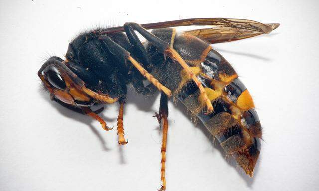 Die asiatische Hornisse (Vespa velutina) attackiert Bienen.