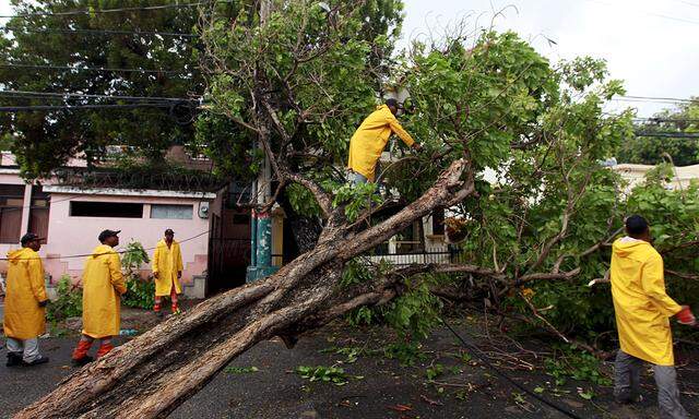 City workers cut a tree that fell when Tropical Storm Erica hit the area with heavy rains in Santo Domingo, Dominican Republic