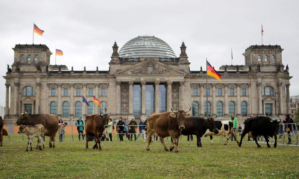 16. Mai. Eine Rinderherde grast vor dem deutschen Reichstagsgebäude in Berlni. Es ist eine Demonstration der Umweltschutzorganisation Greenpeace und Tierschützern, die dafür wirbt, Tieren mehr Zeit auf der Weide und außerhalb des Stalls zu verschaffen.