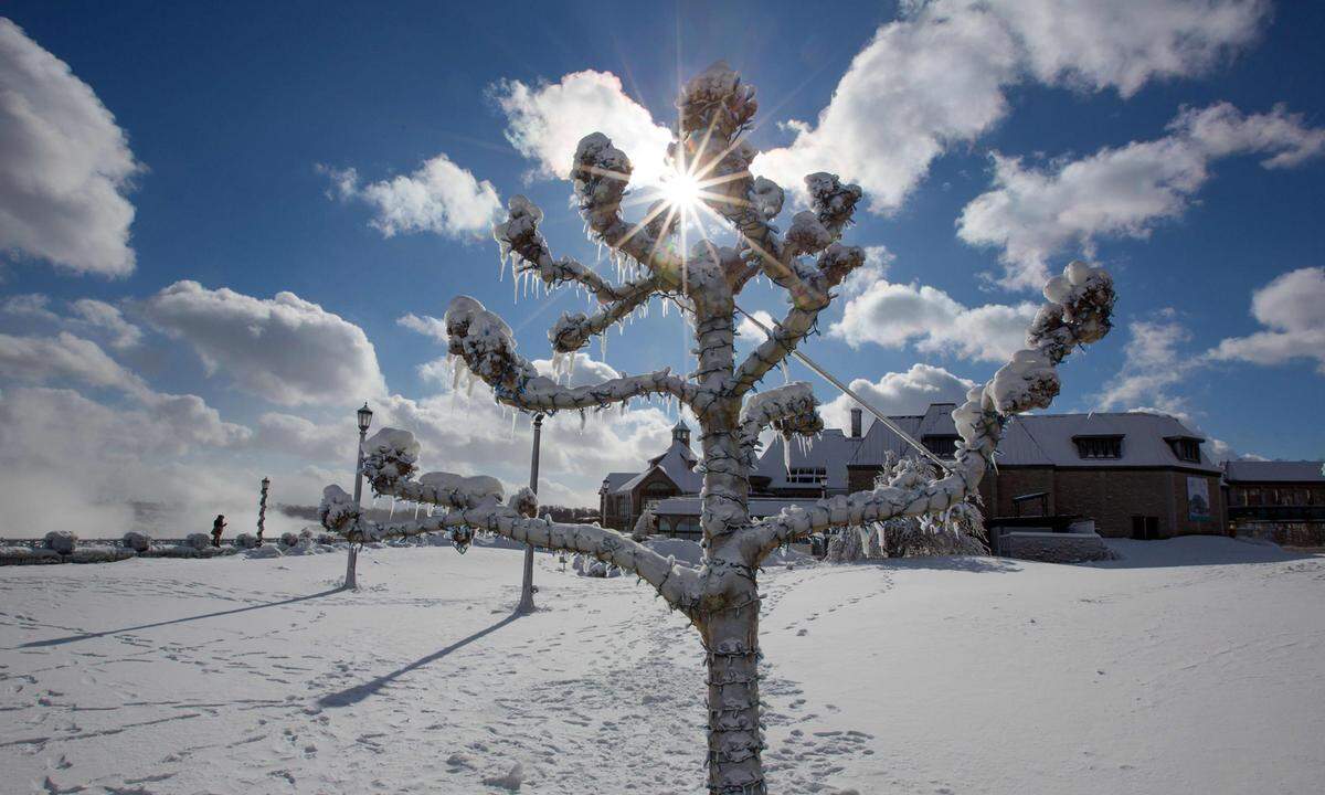 Die Kälte führte vereinzelt zu Stromausfällen. In vielen Bundesstaaten blieben Schulen und manche Universitäten geschlossen. Im Bild: Ein Baum, der vom Sprühnebel der Niagarafälle zu einer Eis-Skulptur wurde.