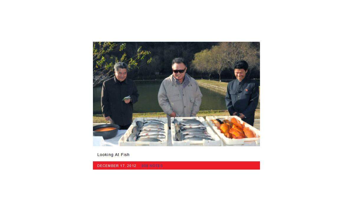 Der Vorbild der beiden Wiener Blogs ist "Kim Jong-Il Looking At Things". Auf dem Tumblr-Blog des portugiesischen Designers João Rocha wurden ab 2010 Fotos veröffentlicht, auf denen der mittlerweile verstorbene nordkoreanische Diktator Dinge betrachtet: "Looking At Fish" steht unter diesem Exemplar - "betrachtet Fische". Der Blog war über die Jahre ein Liebling der Internet-Gemeinde, nach dem Tod des Kims wurde er zum Internet-Phänomen.