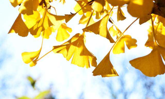 Ginkgo im Herbst.