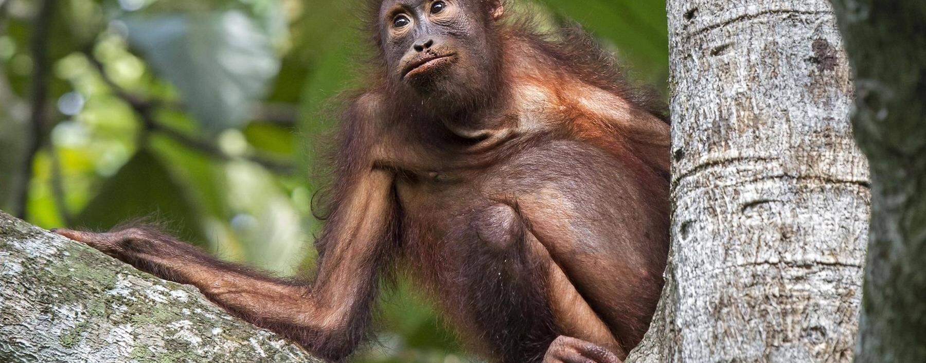 Bekommen Primaten (im Bild ein Orang Utan) im Kanton Basel-Stadt Grundrechte?
