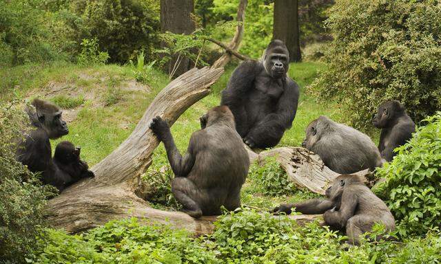 Bei Gorillas regieren Silberrücken Harems. Aber wenn ihre Haut Krankheit verrät, wandern Weibchen ab.