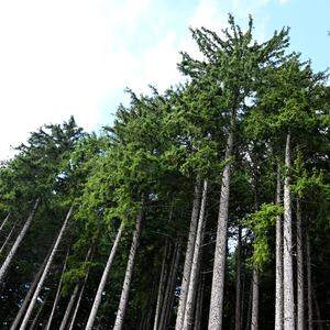 Zur Wiebewaldung sollen vor allem „klimafitte Baumarten“ verwendet werden.