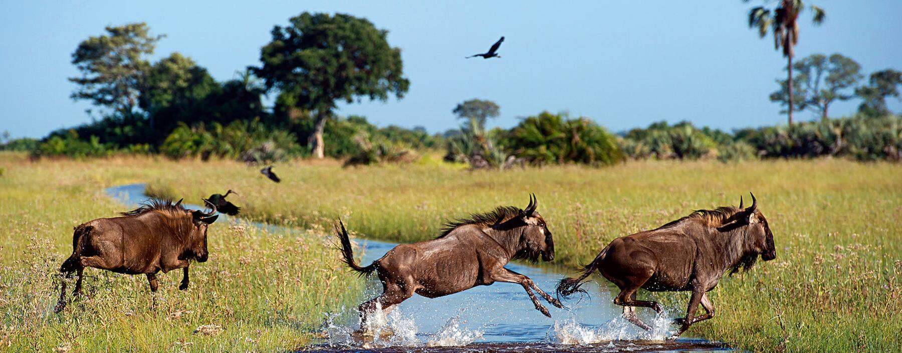Wildwechsel. Die Tiere folgen  dem Wasser und wandern täglich große Distanzen.