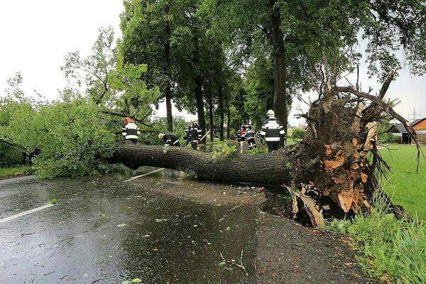 In der Region Knittelfeld (Bezirk Murtal) wurden durch das Unwetter Bäume entwurzelt.