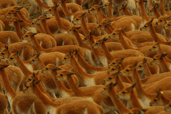 rettet man als Teil eines internationalen Schutzkonsortiums Vikunjas.