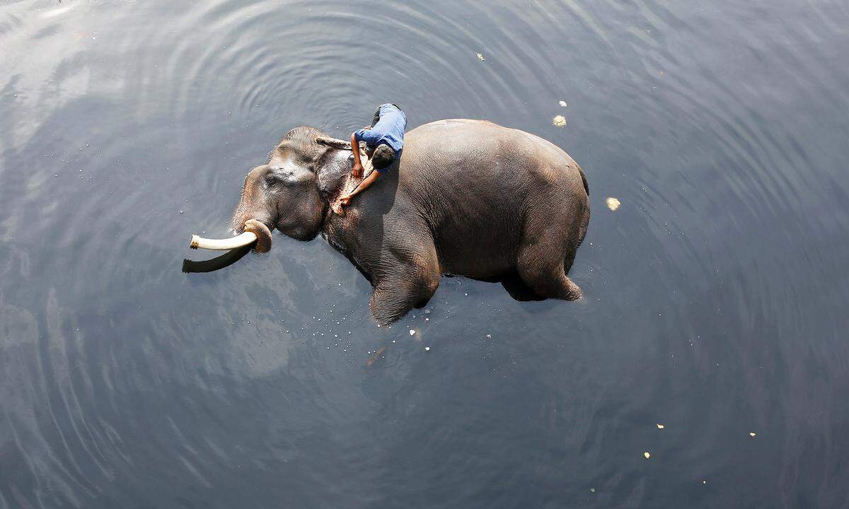 6. Februar. Probier's mal mit Gemütlichkeit: Ein indischer Pfleger badet seinen Elefanten in einem Fluss in Neu Delhi.