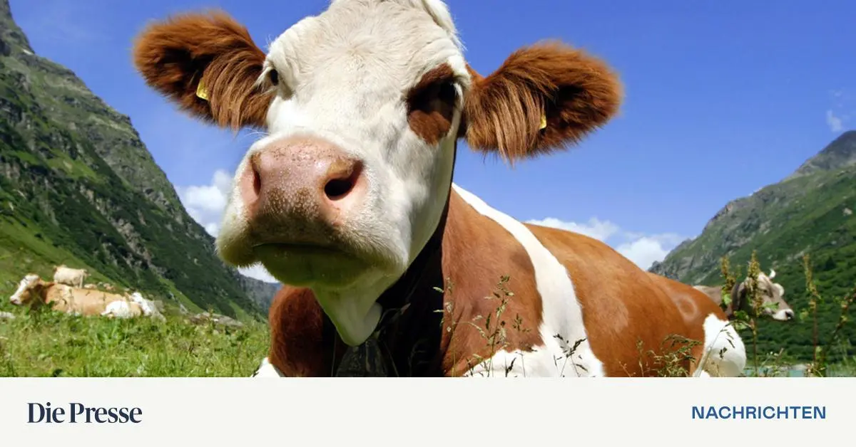 EU unterstützt Milchbauern nach dem Wegfall der Quote: Streit um Preise und Proteste.