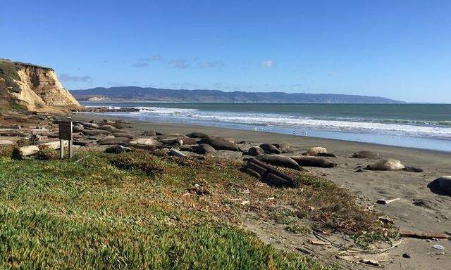 Robben eroberten während "Shutdown" beliebten Strand in Kaliforninen