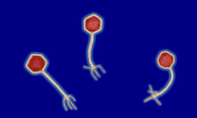Für uns – unter dem Elektronenmikroskop – ein Augenschmaus, für Bakterien der Horror: Phagen.