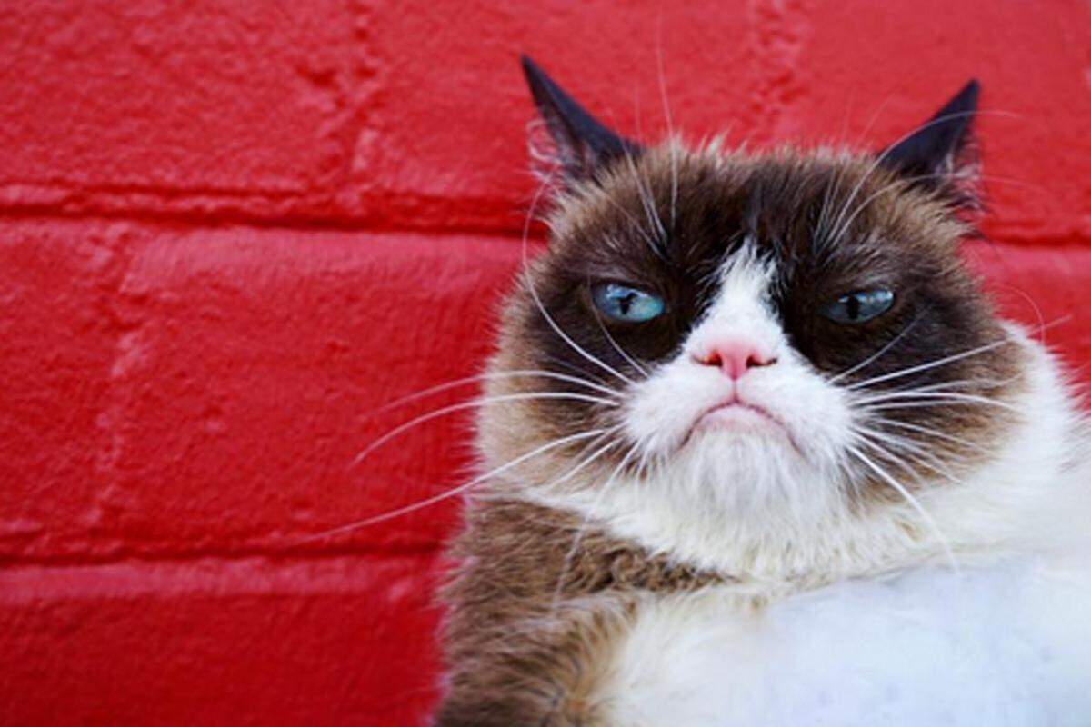 Sie zählt zu den tierischen Internetphänomenen der ersten Stunde: Grumpy Cat. Seit im Jahr 2012 ihr erstes Foto gepostet wurde, ist viel passiert. Fanartikel, Fernseh- und Filmauftritte, eine Wachsfigur bei Madame Tussaud's gehören unter anderem zum Portfolio der Kultkatze. Grumpy Cat ist seit 2013 auch eine eigene Marke. Besitzerin Tabatha Bundesen soll sich mir ihrem Stubentiger eine goldene Nase verdient haben. Laut der britischen Tageszeitung "Express" hat ihr Grumpy Cat gut hundert Millionen Dollar eingebracht. Bundesen bestreitet dies allerdings. Tardar Sauce, wie die Katze eigentlich heißt, leidet an genetisch bedingtem felinem Kleinwuchs, daher ihr Gesichtsausdruck.