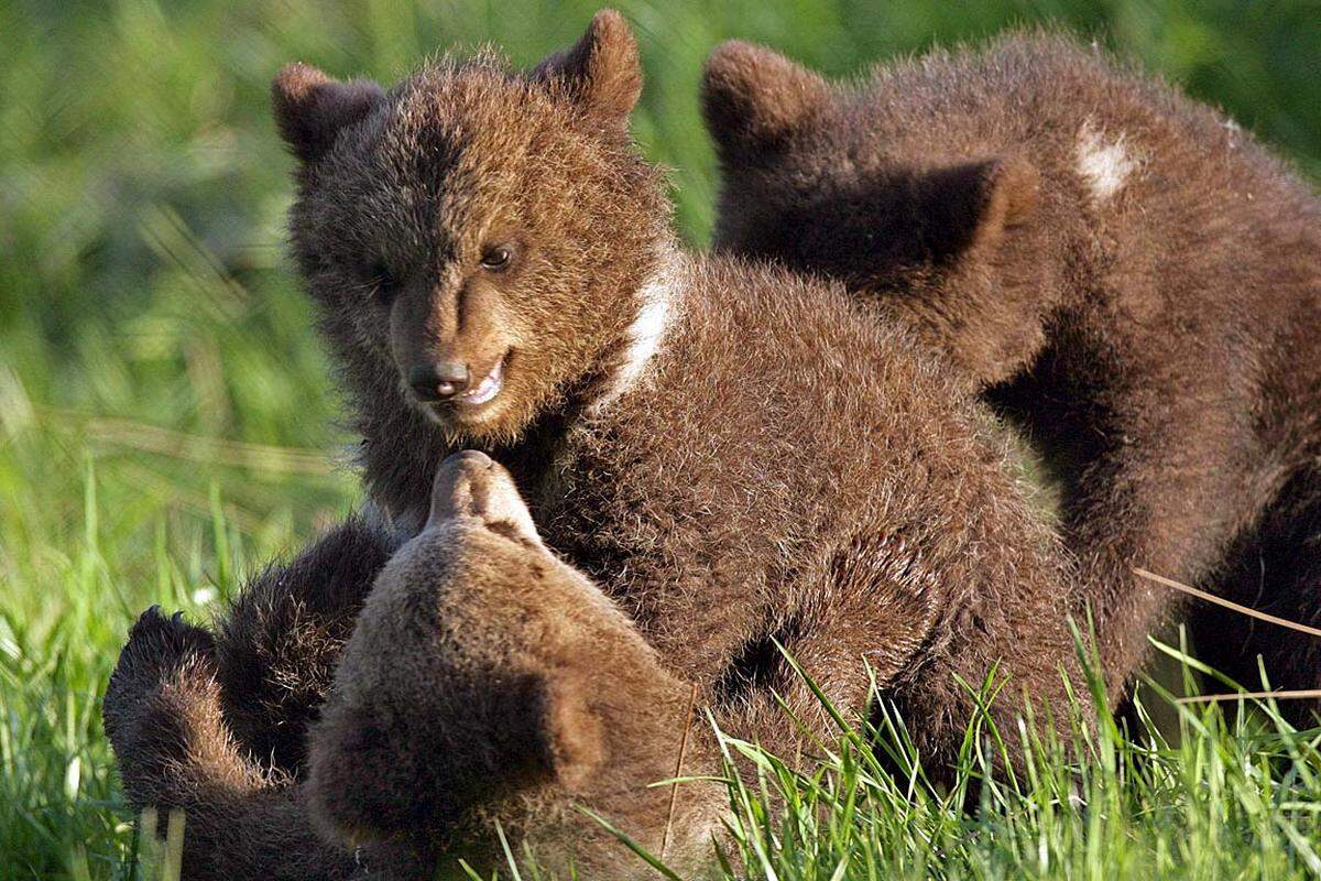 Am 1. April wollen die Narren ihren Mitmenschen einen Bären aufbinden - mitunter sogar wörtlich: So forderte der WWF einen Baustopp für das Tiroler Kraftwerk Kaunertal, weil in einer Höhle Spuren einer Bärenfamilie gefunden worden seien. Tags darauf der Widerruf: Man habe den Medien nur einen Bären aufbinden wollen.  Der Aprilscherz hat eine Jahrhunderte alte Tradition. In der Öffentlichkeit sind über die Zeit hinweg unzählige Scherze aufgetaucht. Eine Auswahl ...