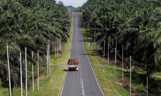 Archivbild: Eine Palmölplantage in Malaysia