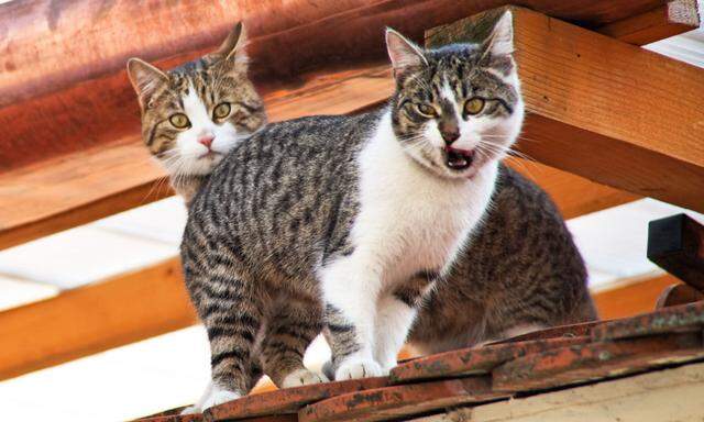 Zwei Hauskatzen auf einem Dach