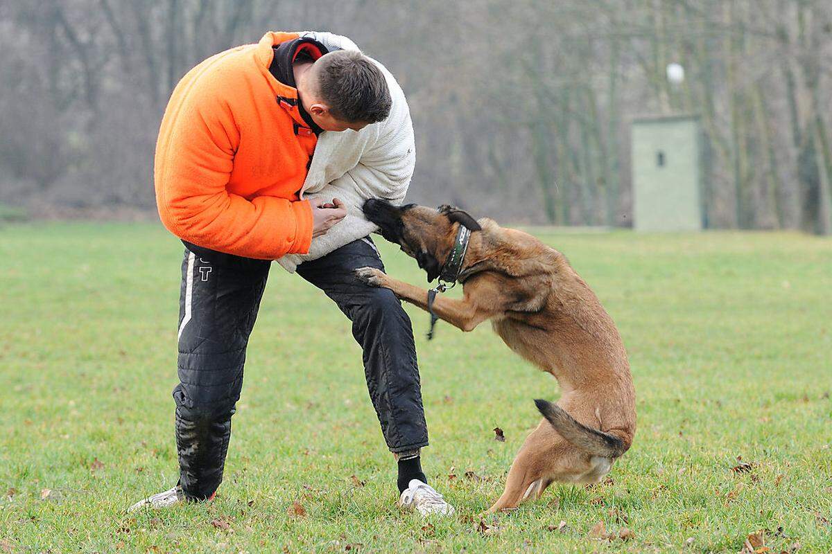 Nach einem Jahr folgt dann auch für die Militärhunde eine Tauglichkeitsprüfung: Sie müssen körperlich fit sein, aber auch ihr Temperament muss passend sein. Zusammen mit dem Hund wird auch immer der dazugehörige Soldat ausgebildet.
