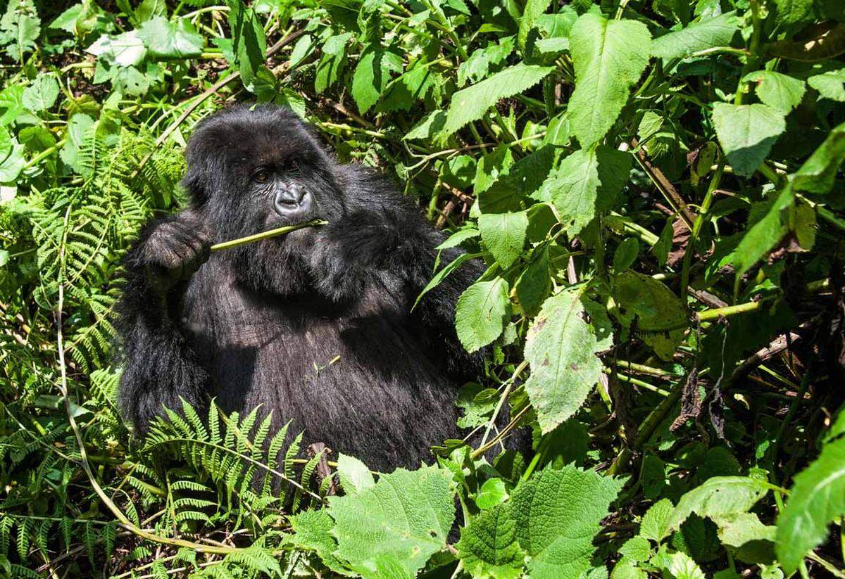 Einen Berg-Gorilla in der Wildnis zu sehen ist ein ganz besonderes Erlebnis. Immerhin haben die Tiere bis zu 200 kg und können auch bis zu zwei Meter groß sein. Das es etwa nur mehr 680 freilebende Gorillas gibt, braucht man bei der Safari vor allem Geduld. Im Parc National des Volcans im Nodwesten Ruandas gibt es sieben Gorillagruppen, die an Menschen gewöhnt sind.