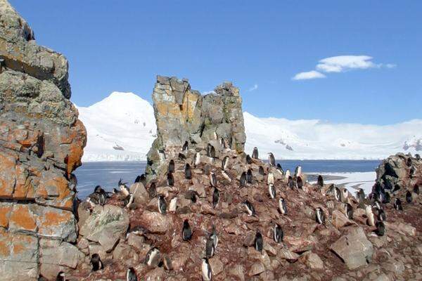 >> Ein Besuch bei den Pinguinen auf Google Street View.