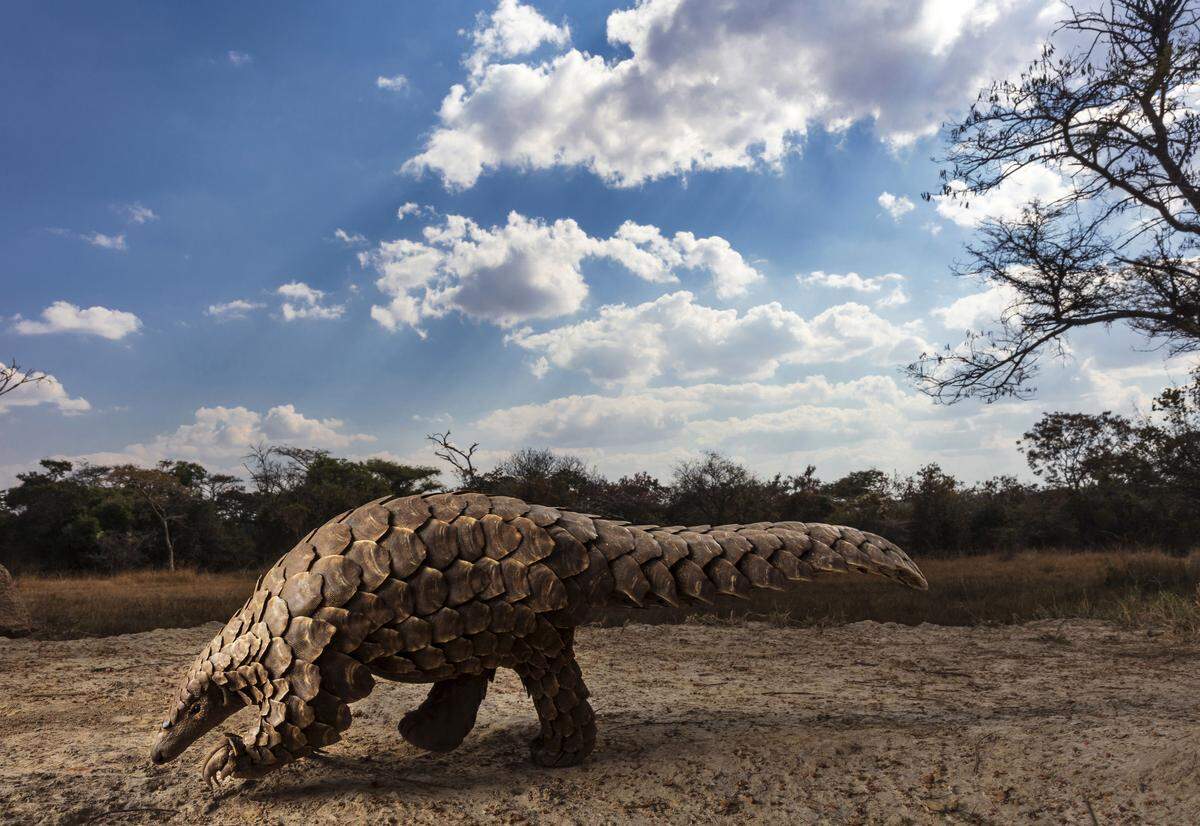 "Pangolins in Crisis", Fotograf: Brent Stirton, Südafrika. Das Pangolin gehört zu den Schuppentieren. Auf einer Farm in Simbabwe kümmern sich Tierschützer um gerettete Tiere, die von Wilderern gefangen oder verletzt wurden. Es ist das am meisten geschmuggelte Säugetier weltweit.