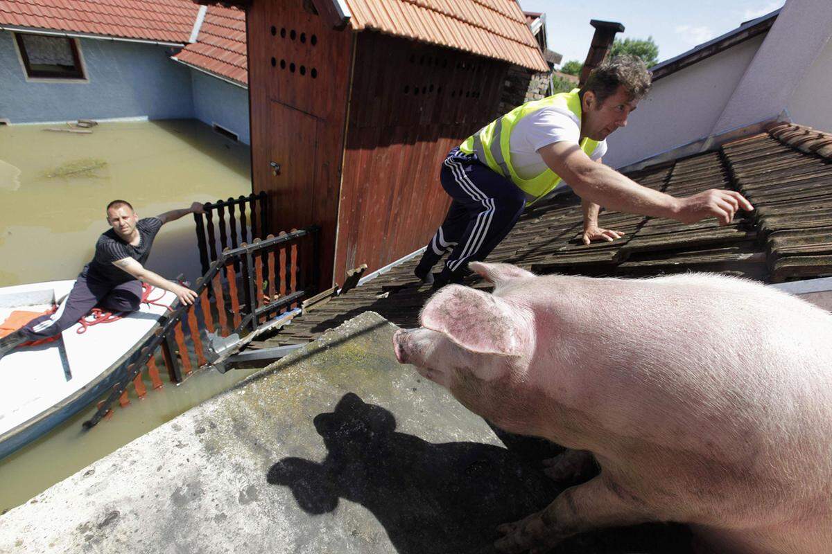 Am Montag rief das Innenministerium in der serbischen Hauptstadt Belgrad dazu auf, Sandsäcke in das Sammelzentrum in Neu-Belgrad zu bringen. Freiwillige Helfer wurden dringend gesucht, um an der Mündung der Save in die Donau Schutzdämme zu errichten, um die Überflutung eines der größten Wohngebiete der Hauptstadt zu verhindern. Im Bild: Ein Mann füttert Schweine auf dem Dach eines Hauses in Bajina Basta (Serbien).