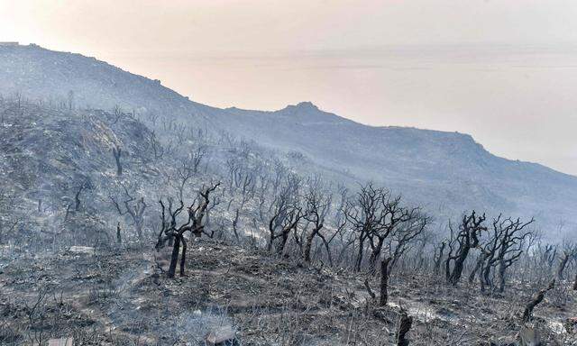 Niedergebrannter Wald in Tunesien an der Grenze zu Algerien.