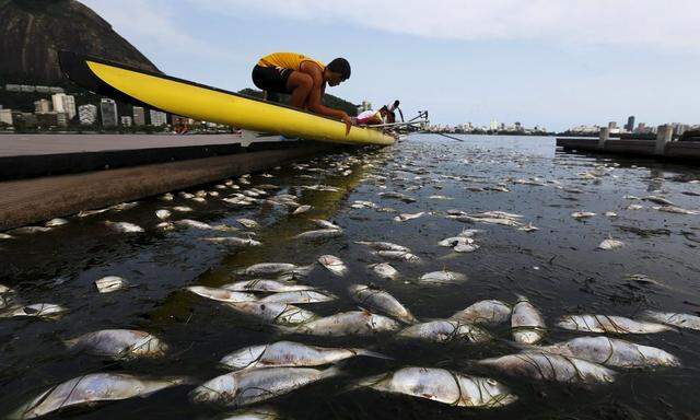 Dead fish are pictured next to a rowing athlete as he puts his boat on the water before a training session at the Rodrigo de Freitas lagoon, in Rio de Janeiro