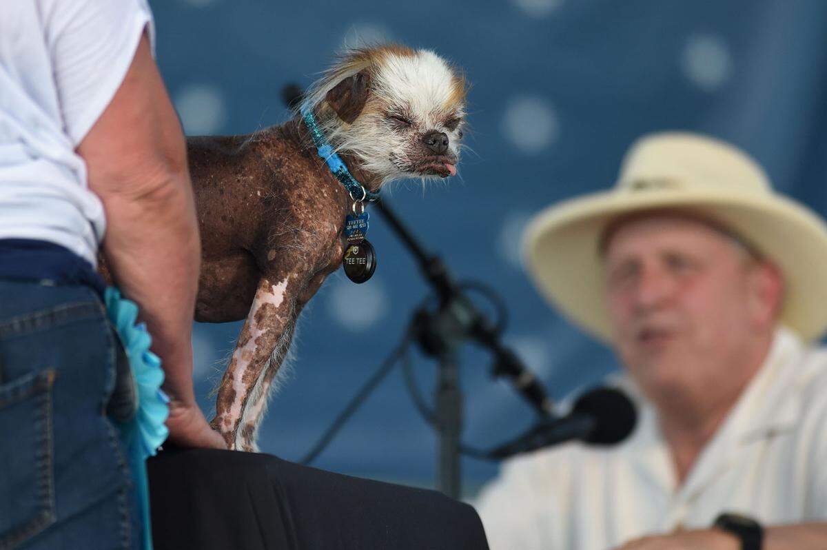 Hauptsache hässlich: Beim "World's Ugliest Dog"-Wettbewerb im kalifornischen Petaluma wurde der hässlichste Hund der Welt gekürt. Tee Tee, ein Chinesischer Schopfhund, stellte sich der Jury.