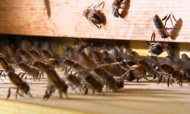 Die dunkle Tiroler Biene - Kampf ums �berleben