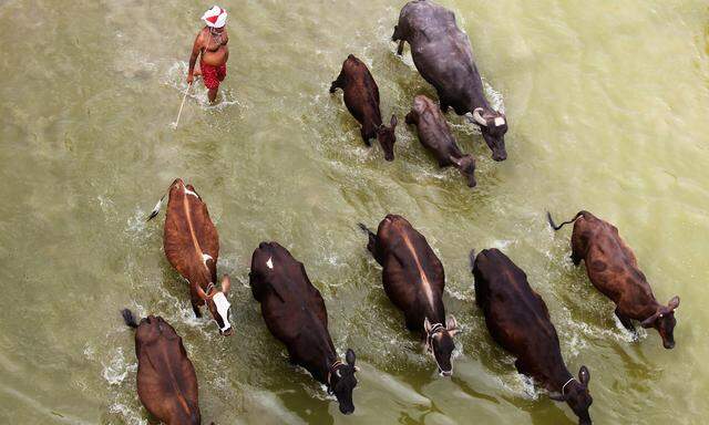 A man herds his cattle in the river Ganga on a hot summer day in Allahabad