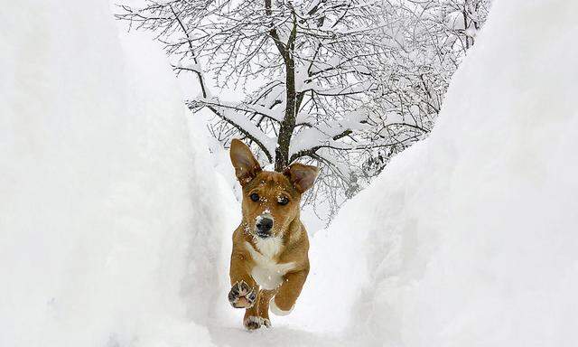 Dieser Hund tollt in Ljubljana, Slowenien, durch die Schneegänge.