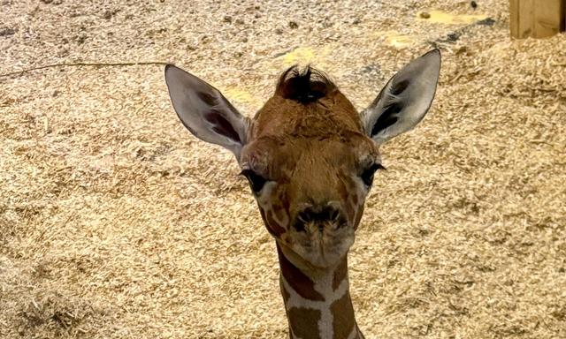 Schönbrunn Giraffen - Figure 1