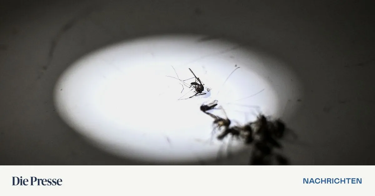 -F-hlt-sich-hier-sehr-wohl-Graz-baut-Ma-nahmen-gegen-Asiatische-Tigerm-cke-aus