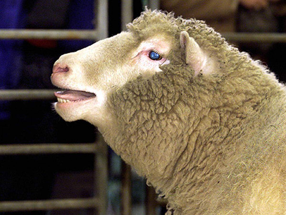 Dolly selbst sorgte nach einigen Jahren beschaulichen Daseins nochmals für Aufruhr: Als Fünfjährige leidet sie unter der Alterserkrankung Arthritis.  Ein Jahr später, im Februar 2003, muss das Schaf wegen einer Lungenentzündung eingeschläfert werden.Damit währte das Leben der Kopie nur halb so lang wie ein durchschnittliches Schafleben. Sein früher Tod nährt die Vermutungen der Forscher, beim Klonen könne es zu Fehlern kommen.